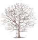 Arbre
